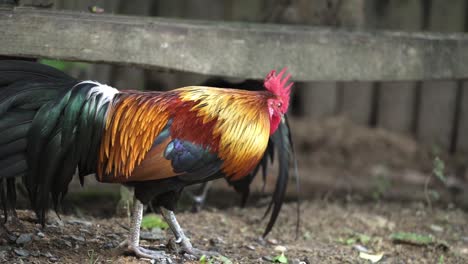 cerca de un gallo caminando por el suelo en un gallinero de madera