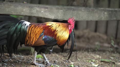 close up of a rooster walking on the ground in wooden chicken coop