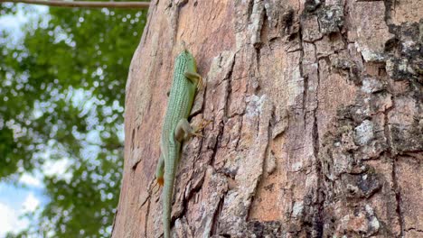 the olive dasia, also called olive tree skink, climbs on a tree trunk