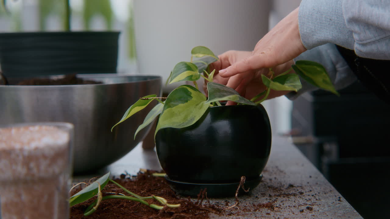 Repotting a Pothos Plant