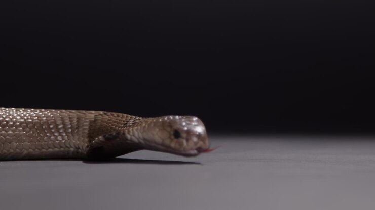 Monocled Cobra close up on black nature documentary