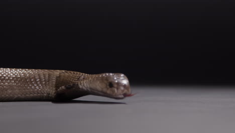 cobra monocular de cerca en el documental de la naturaleza negra