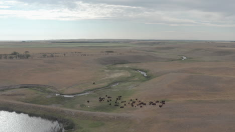 steady backwards fly over shot of american plains bison herd grazing in scenic meadow saskatchewan, canada