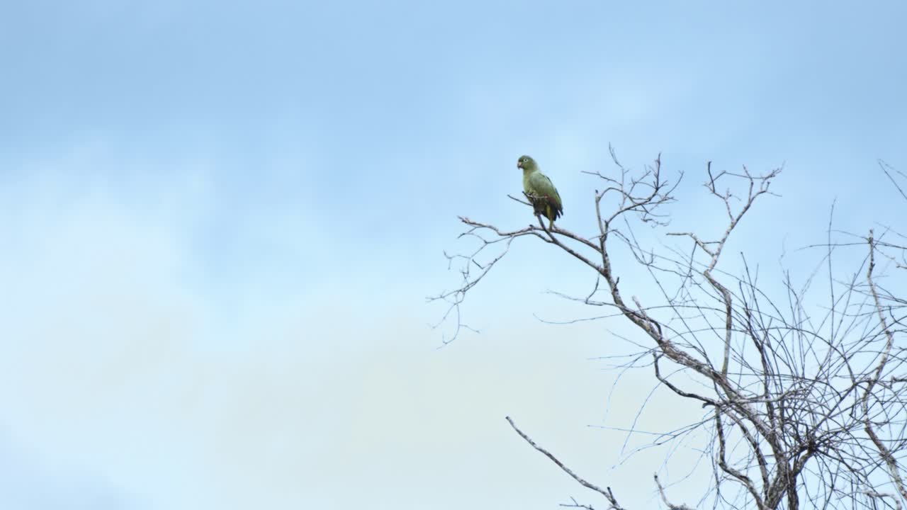 Parrot perches serenely on a bare tree in the Amazon, its colorful feathers standing out in the misty, daytime air.