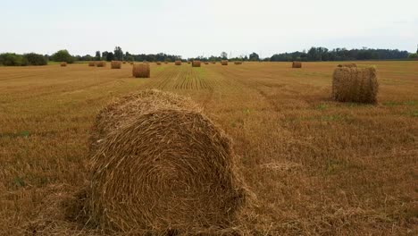 the field with hay rolls