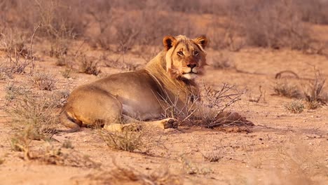 male african lion looks up from his grooming and towards the camera