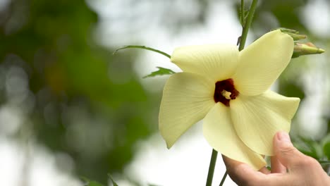 Flor-De-Hibisco-Manihot,-Planta-Comestible-Con-Propiedades-Medicinales