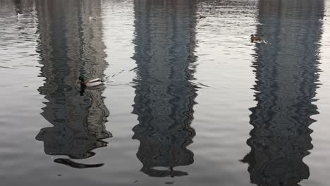 ducks on a lake reflecting buildings