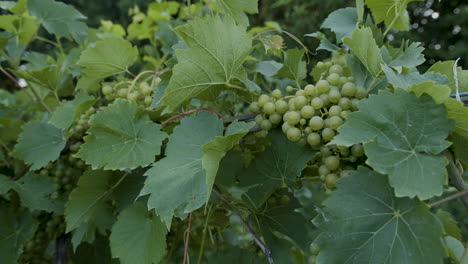 Viña-Vid-Racimos-De-Uva-Verde