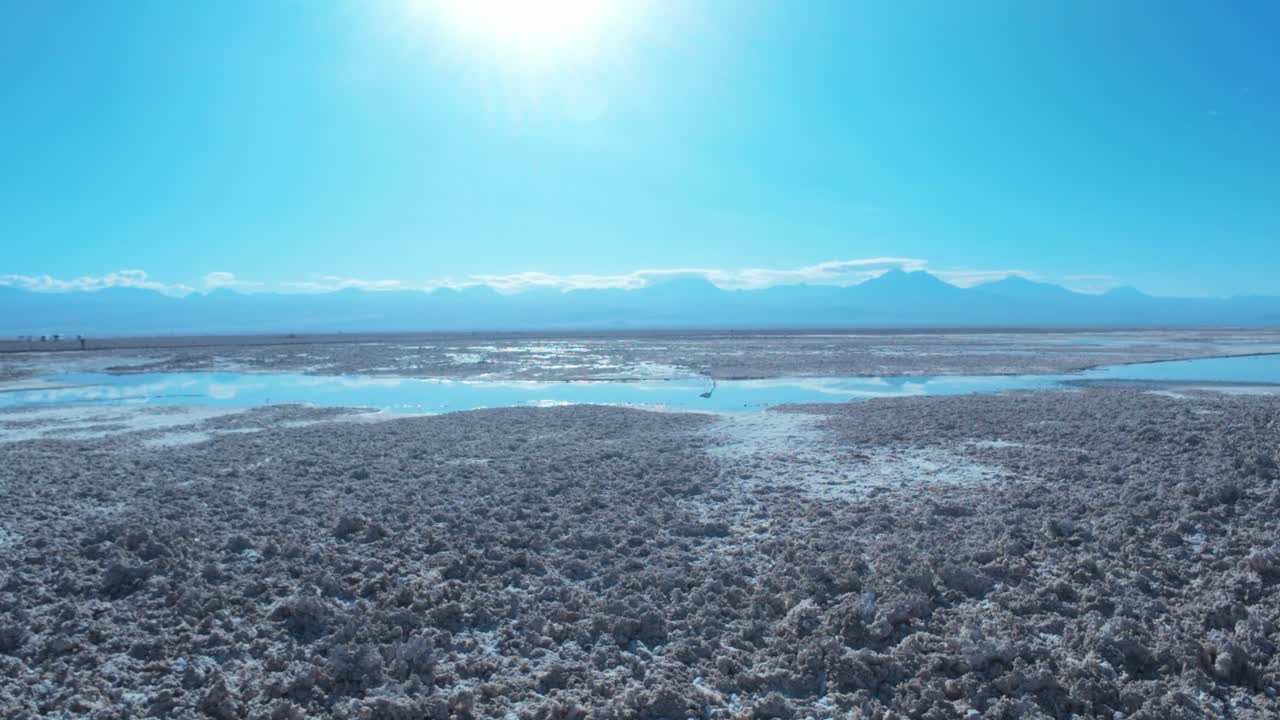 vista de un flamenco en la laguna chaxa cerca de san pedro de atacama, chile, américa del sur