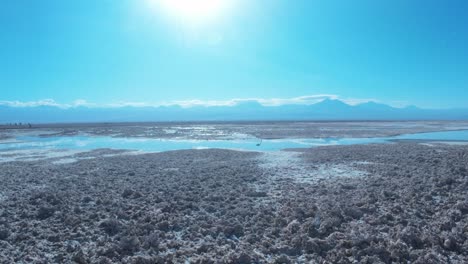 view of a flamingo at laguna chaxa near san pedro de atacama, chile, south america