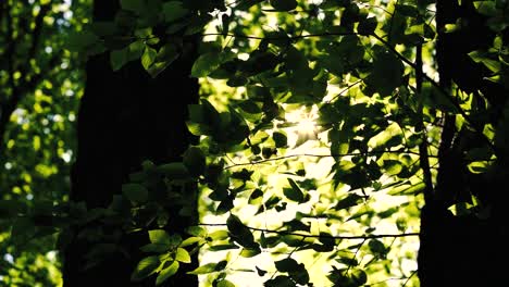 imágenes de 4k del sol brillando a través del bosque verde en primavera
