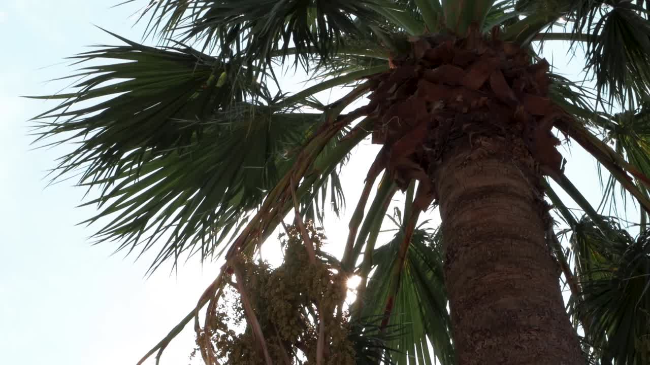 palmeras verdes contra el cielo azul y el sol brillante