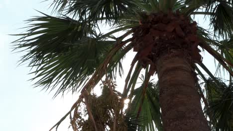 Green-palms-against-blue-sky-and-shining-sun