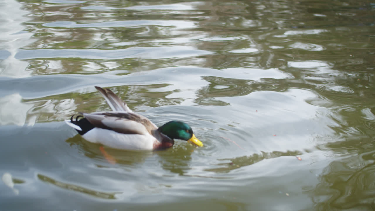 Anatra che mangia mentre nuota in una laguna nel famoso parco "El Retiro" a Madrid.