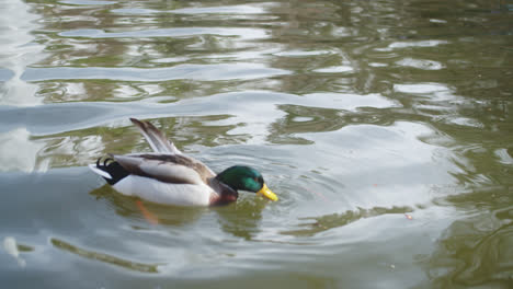 Entenessen-Beim-Schwimmen-In-Einer-Lagune-Im-Berühmten-&quot