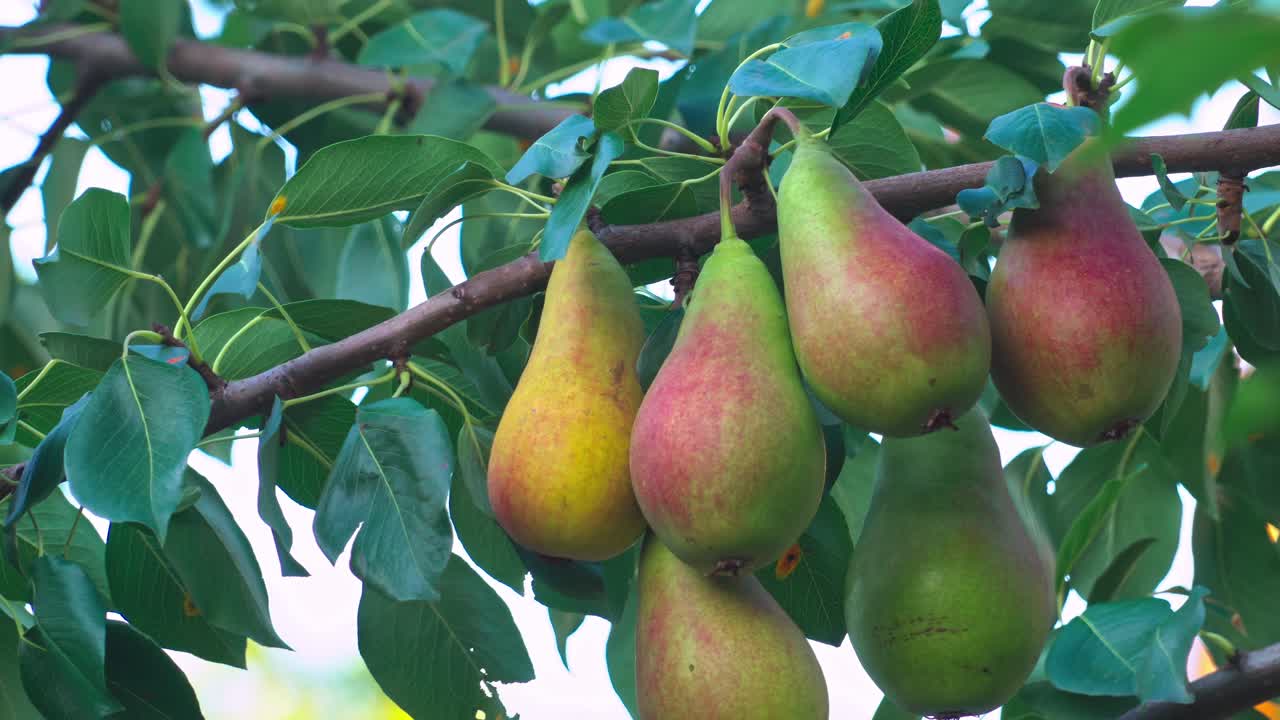 Pears grow on a branch in a garden during warm summer days in nature