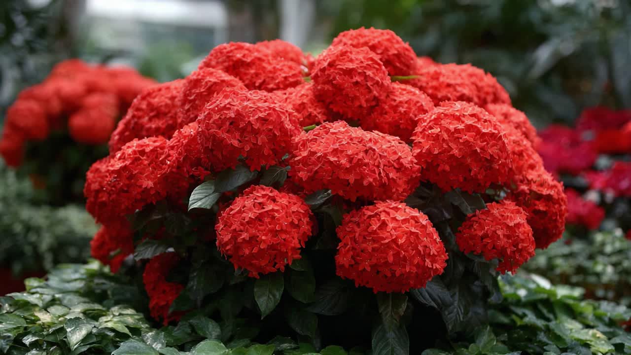 A Vibrant Display of Lush Red Blossoms: Captivating Hydrangeas Showcased in a Verdant Botanical Setting, Highlighting Nature's Splendor and Floral Diversity