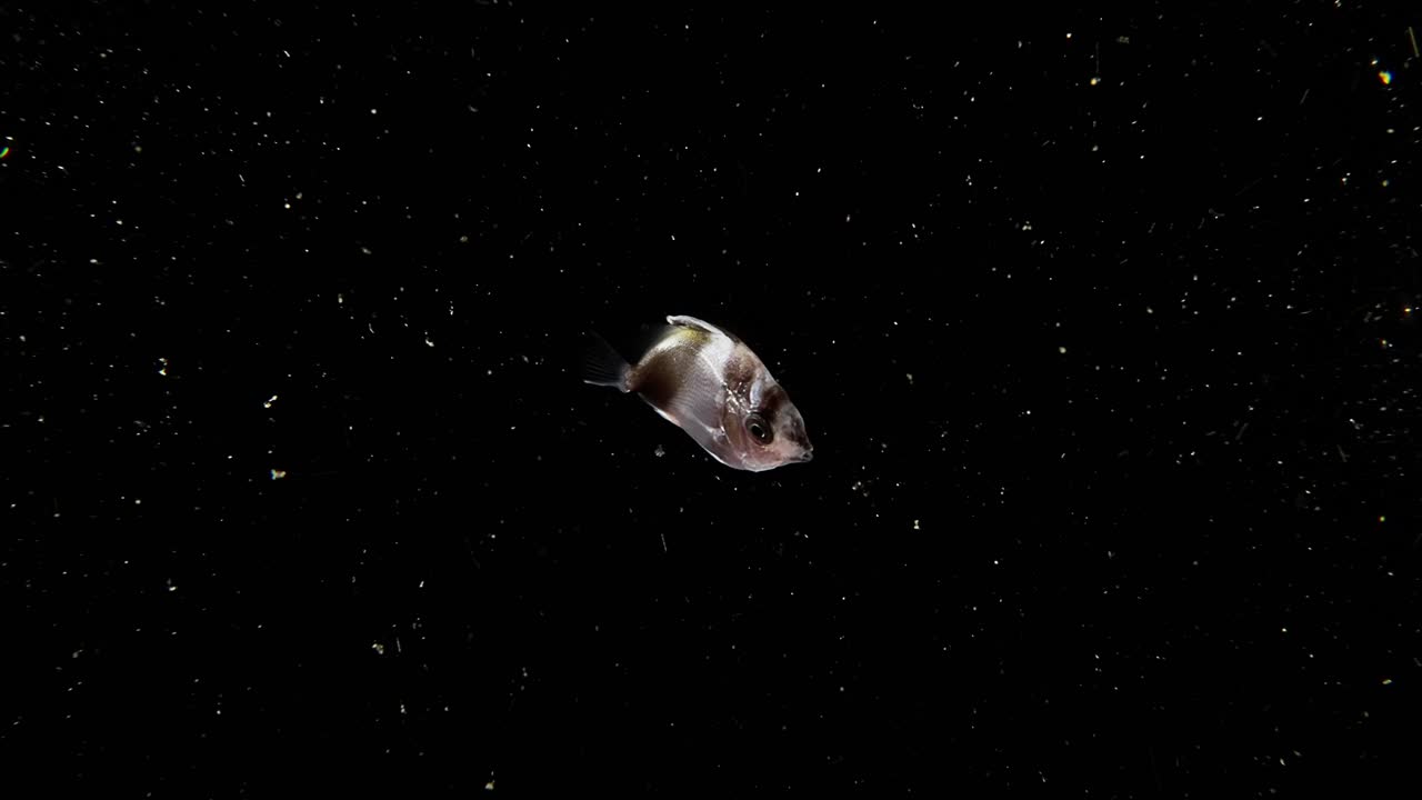 Un pesce farfalla larvale (Chaetodontidae) guarda direttamente in camera, durante un'immersione in acque nere ad Anilao, Filippine.