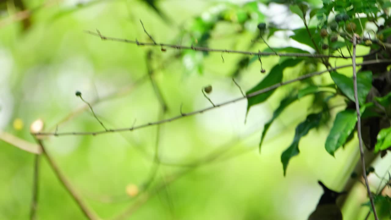 블랙크레스트 불루비라 플라비벤트리스 (rubigula flaviventris) 는 잎자루 위에 앉아 의 오른쪽 아래로 날아가 은 과일을 먹는다.