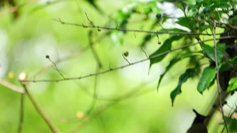 a lone black-crested bulbul rubigula flaviventris is perched on a twig, flew to the bottom right side of the frame and eats some of the ripe fruits, inside khao yai national park, thailand