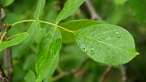 wet leaves on a branch