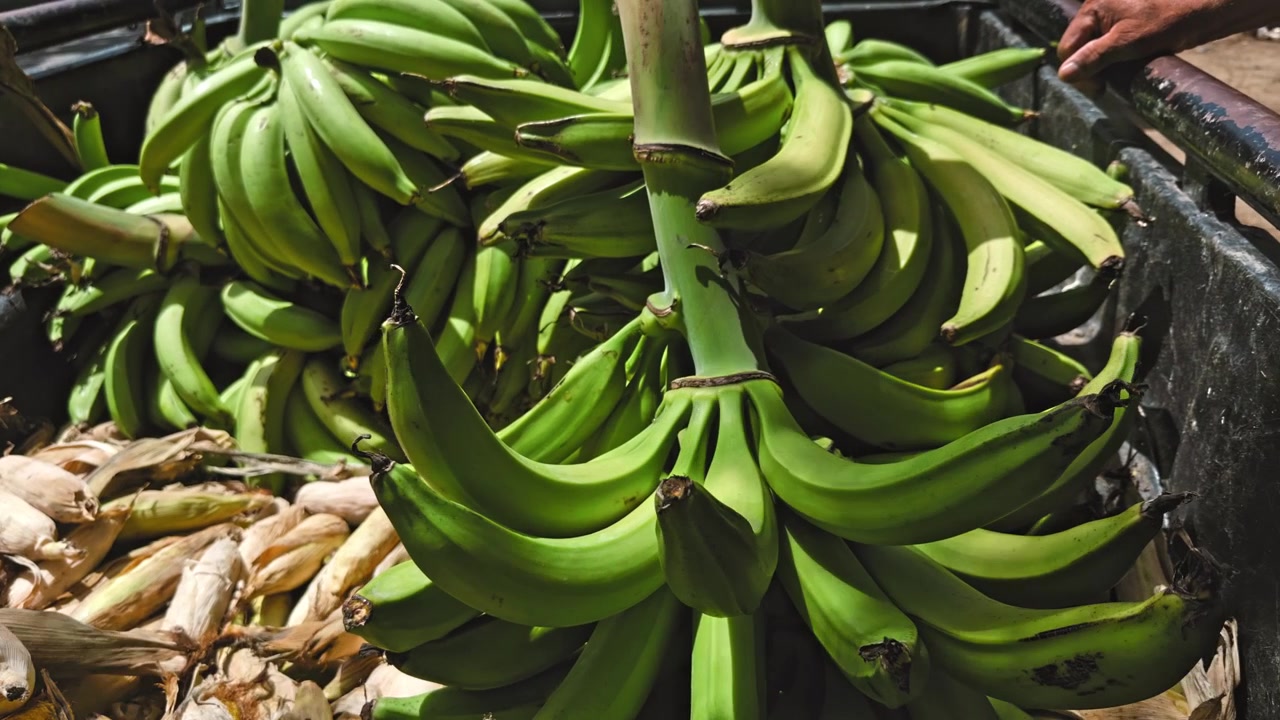 Nærbillede af friskhøstede grønne pisangfrugter, der viser tropisk landbrug, naturlige produkter og traditionel caribisk madkultur