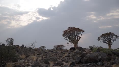 quiver bomen verankerd in dolomiet rotsen in het quiver boom bos in namibië met de zon ondergaan achter een aantal donkere wolken in de achtergrond