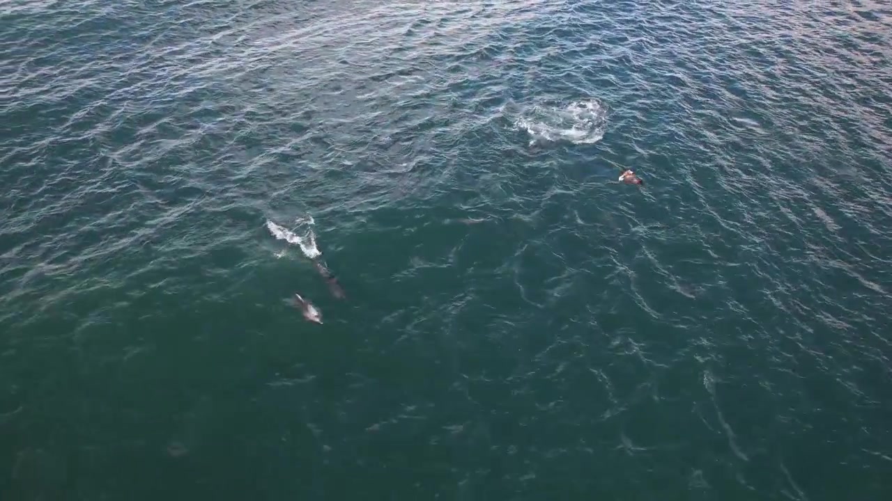 Sharks And Dolphins In Tropical Seascape In New South Wales, Australia - Aerial Shot