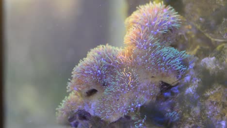 beautiful soft coral, green star polyps in a salt water tank flowing with the waves