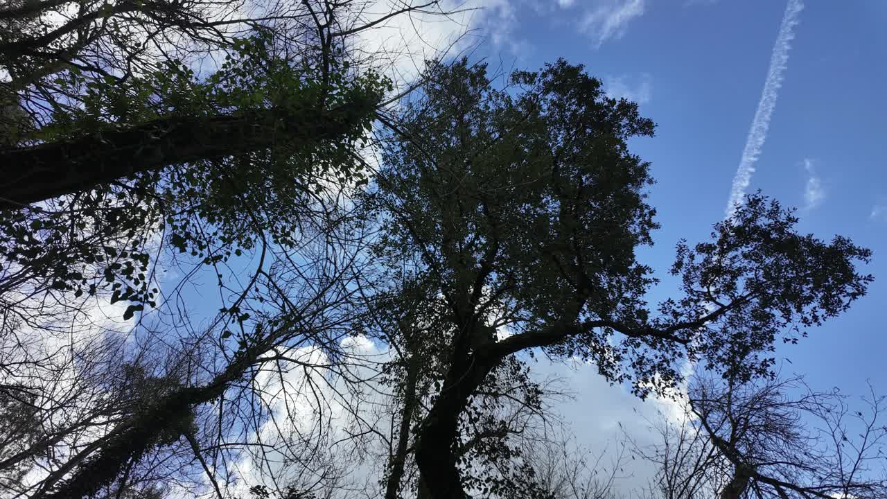Motion timelapse of clouds moving over the forest