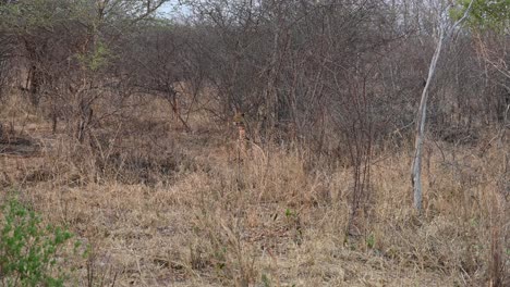 atento avistamiento raro de leopardo salvaje en el parque nacional kruger, sudáfrica