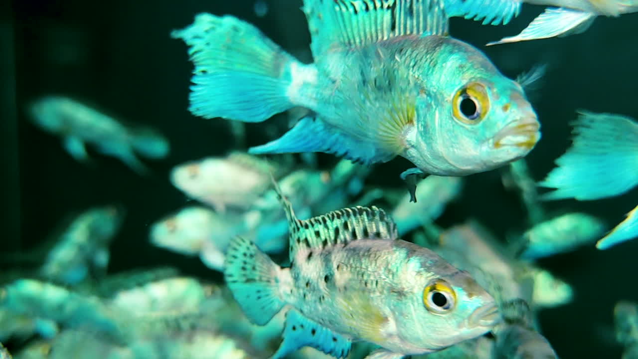 Beautiful Jack Dempsey cichlids swimming in clear aquarium, bright and patterned tropical fish, perfect for aquarium and aquatic life videos