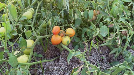 wide shot of tomatos growing in the field