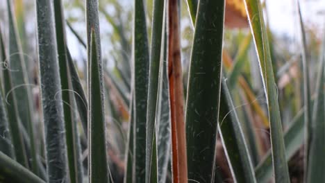 cierre de cristales de hielo en las hojas de las plantas