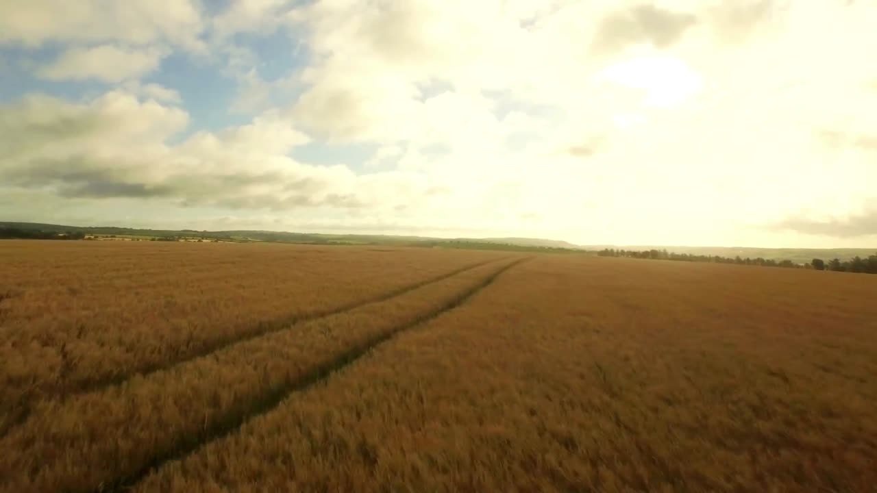 Drone footage of golden fields