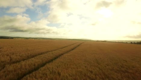 imágenes de drones de los campos dorados