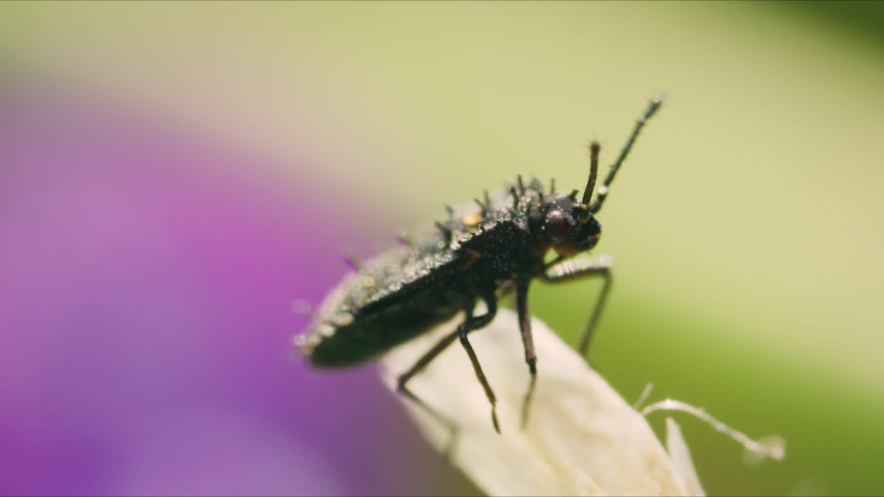 True bug nymph (order Hemiptera) on plant, macro closeup. Insect in nature. Filmed in Spain in summer.