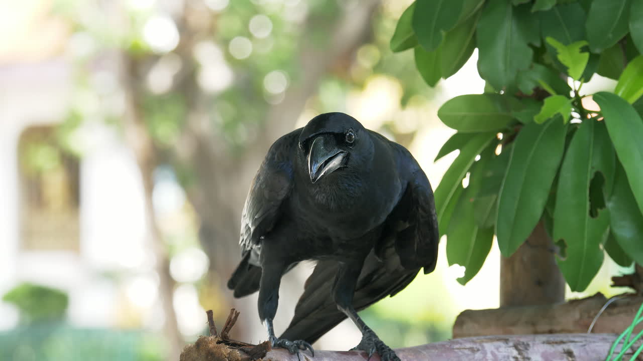 두 마리의 큰  ⁇ 수염 까마귀 (corvus macrorhynchos) 가 인간이 만든  ⁇ 수염에 앉아 음식을 나누고 있으며, 그  ⁇  중 한 마리가 프레임의 오른쪽에 날아갔습니다.