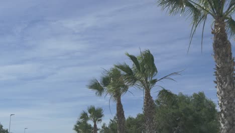 driving passed palm trees with a blue sky