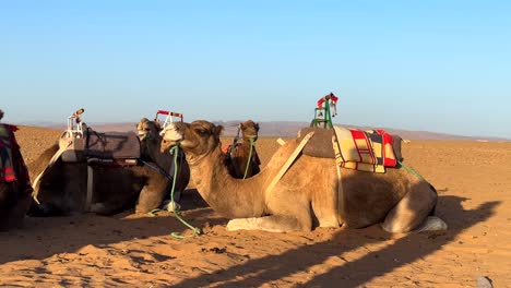 Kamele-Mit-Sätteln-Auf-Sand-In-Der-Sahara-Wüste