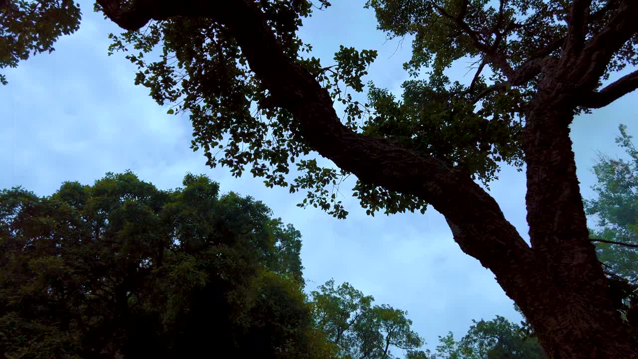 high angle shot of algerian jungle in national park of taza.North africa. jijel Algeria