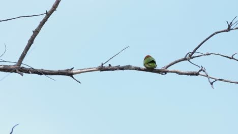 seen perched on a bare branch fighting the wind as it looks to its right and around in phrachuap khiri khan, thailand, asian green bee-eater, merops orientalis