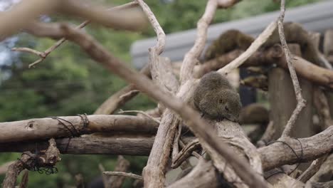 Ardillas-Japonesas-Sentadas-En-Ramas-Durmiendo