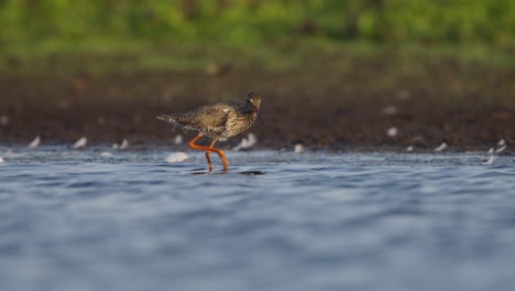 pájaro redshank en el humedal