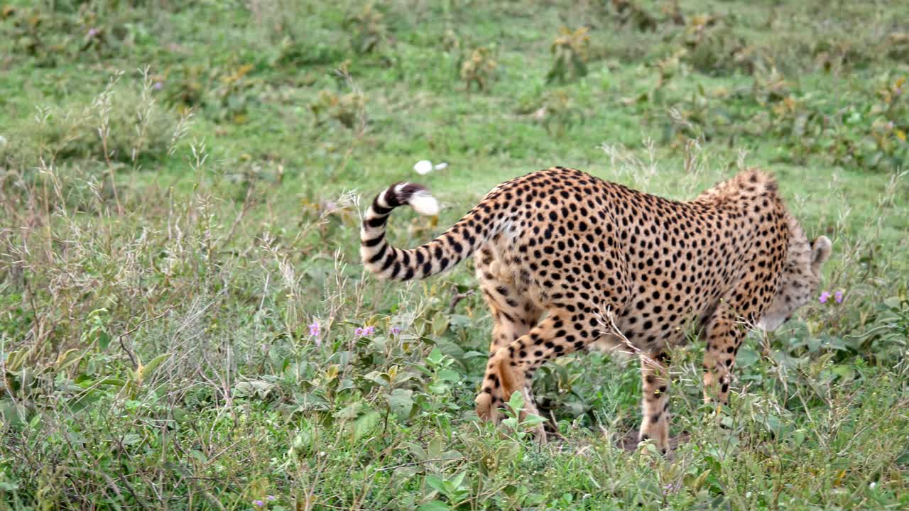 Cheetah Animal wildlife wild ghepard large cat Tanzania safari excursion savanna
