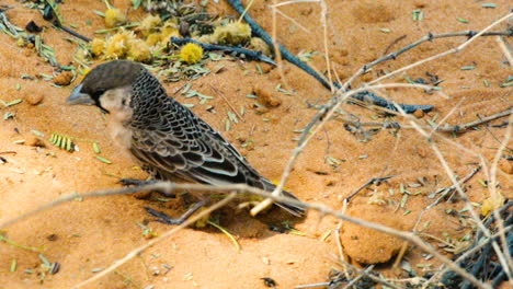 el pájaro tejedor sociable salta sobre el suelo arenoso cubierto de algunas ramas y flores secas