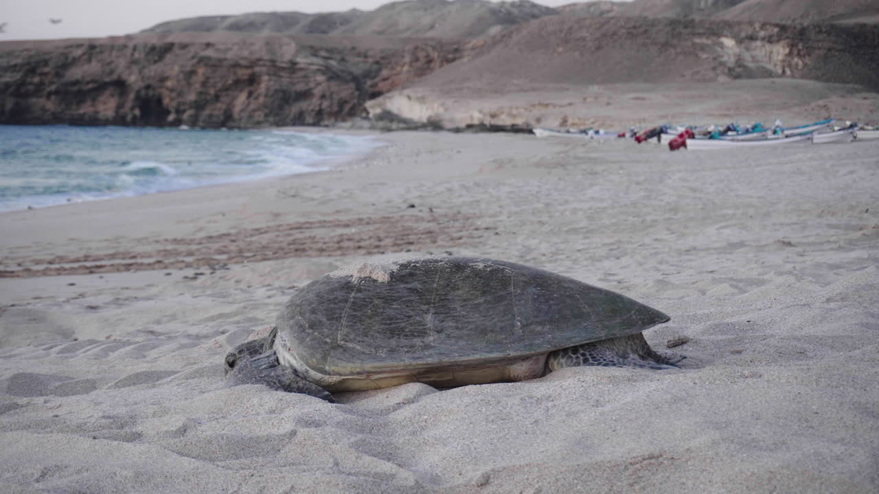 바다로 가는 거북이, 오만 만, 해가 뜨는 새벽