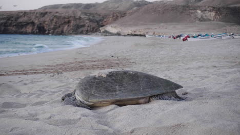 turtle going in the ocean, gulf of oman, early morning with sunrise