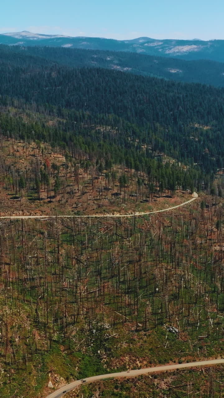 Wooded mountains covered with pine trees and trunks from trees. Sunny day footage over the rocky landscape in Yosemite National Park, USA. Vertical video